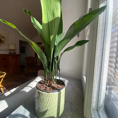 Apartment Garden *