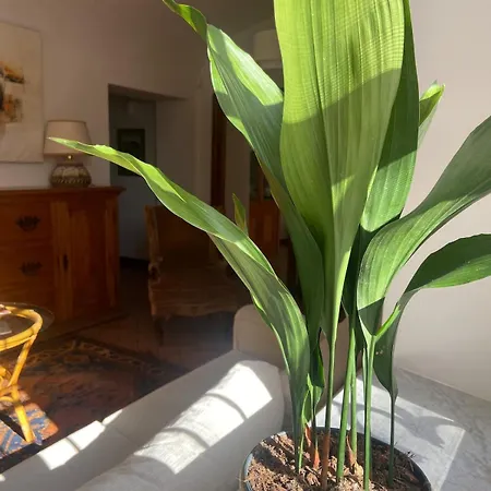 Garden Apartment Rome